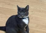 Malachi - Domestic Kitten For Adoption - Winston Salem&comma; NC&comma; US