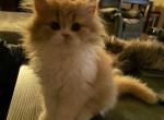 Pure Perfection Persians - Persian Kitten For Sale - Lincoln&comma; CA&comma; US