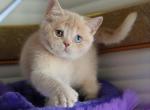 British Vincento - British Shorthair Kitten For Sale - Manorville&comma; NY&comma; US