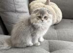 Scottish Fold Longhair female - Scottish Fold Kitten For Sale - Celebration&comma; FL&comma; US