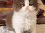 British Amber - British Shorthair Kitten For Sale - Manorville&comma; NY&comma; US