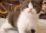 British Ace - British Shorthair Kitten For Sale - Manorville&comma; NY&comma; US