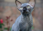 Sphynx A Winston Kitten is in NY - Sphynx Kitten For Sale - Manorville&comma; NY&comma; US