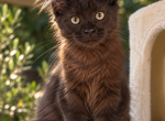 Mainecoon kittens - Maine Coon Cat For Adoption - Sherman Oaks&comma; CA&comma; US