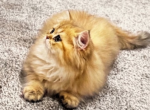 Tom - British Shorthair Kitten For Sale - Manhattan&comma; NY&comma; US