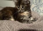 Nancy - Maine Coon Kitten For Sale - Wilmington&comma; DE&comma; US