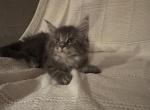 Kate - Maine Coon Kitten For Sale - Wilmington&comma; DE&comma; US