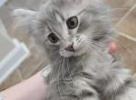 Ellie - Maine Coon Kitten For Sale - 