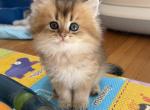 Sam - British Shorthair Kitten For Sale - Brooklyn&comma; NY&comma; US