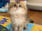 Sam - British Shorthair Kitten For Sale - New York&comma; NY&comma; US