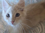 Butters - Maine Coon Kitten For Sale - 