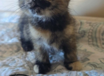Star - Norwegian Forest Kitten For Sale - IN&comma; US