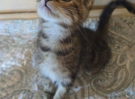 Honey - Norwegian Forest Kitten For Sale - IN&comma; US