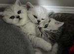 Scottish Straight - Scottish Straight Kitten For Sale - Charlotte&comma; NC&comma; US