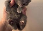 Perla - Scottish Fold Kitten For Sale - Derry&comma; NH&comma; US
