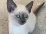 Moon - Siamese Kitten For Sale - Catasauqua&comma; PA&comma; US
