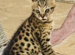Sebastian - Savannah Kitten For Sale - Encinitas&comma; CA&comma; US