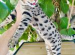 Dice - Savannah Kitten For Sale - Encinitas&comma; CA&comma; US