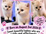 Ragdoll kittens - Ragdoll Kitten For Sale - NY&comma; US
