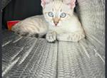 Ruby - Bengal Kitten For Sale - Beverly Hills&comma; CA&comma; US