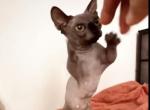 Bambino female cat - Bambino Cat For Sale - Miami&comma; FL&comma; US