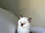 Scottish Kitten - Scottish Straight Kitten For Sale - Gig Harbor&comma; WA&comma; US