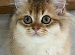 Arnold - British Shorthair Kitten For Sale - Matthews&comma; NC&comma; US