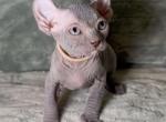 Elf Sphynx - Sphynx Kitten For Sale - Miami&comma; FL&comma; US