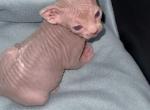 Sphynx Boby - Sphynx Kitten For Sale - Miami&comma; FL&comma; US