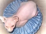 Lydia - Sphynx Cat For Sale - Tucson&comma; AZ&comma; US