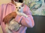 Viserys - Maine Coon Kitten For Sale - Ambridge&comma; PA&comma; US