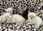 Savanna Bengal - Savannah Kitten For Sale - Portland&comma; OR&comma; US