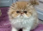 Tiger king male persian - Persian Kitten For Sale - Fort Myers&comma; FL&comma; US