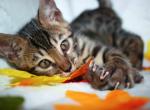 Lil boy - Bengal Kitten For Sale - Davenport&comma; FL&comma; US