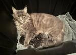 Lola litter - Maine Coon Kitten For Sale - Wilmington&comma; DE&comma; US