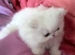 Persian white female - Persian Kitten For Sale - Orlando&comma; FL&comma; US