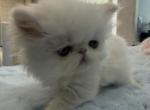 Persian white male - Persian Kitten For Sale - Orlando&comma; FL&comma; US