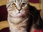 Gisele - Scottish Straight Kitten For Sale - 