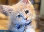Polydactyl Cream Male - Maine Coon Kitten For Sale - OH&comma; US
