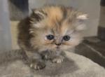 Nirvana - Persian Kitten For Sale - NJ&comma; US