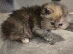 Nirvana - Persian Kitten For Sale - NJ&comma; US