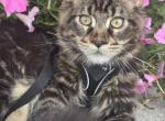 Atlas - Maine Coon Kitten For Sale - IN&comma; US