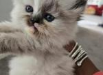BonJovi - Himalayan Kitten For Sale - 