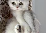 Scottish Fold Seal Point Brothers - Scottish Fold Kitten For Sale - Orlando&comma; FL&comma; US