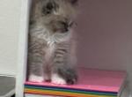 mitted Bluepoint Mink Ragdoll - Ragdoll Kitten For Sale/Service - Escondido&comma; CA&comma; US