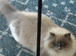 mitted Bluepoint Mink Ragdoll - Ragdoll Cat For Sale/Service - Escondido&comma; CA&comma; US