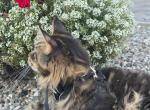 Leo - Maine Coon Kitten For Sale - IN&comma; US