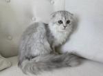 Scottish Fold Silver Chinchilla Female - Scottish Fold Kitten For Sale - Orlando&comma; FL&comma; US