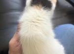 Male Calico - Maine Coon Kitten For Sale - Otisville&comma; MI&comma; US