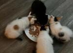 Calicos - Maine Coon Kitten For Adoption - 
